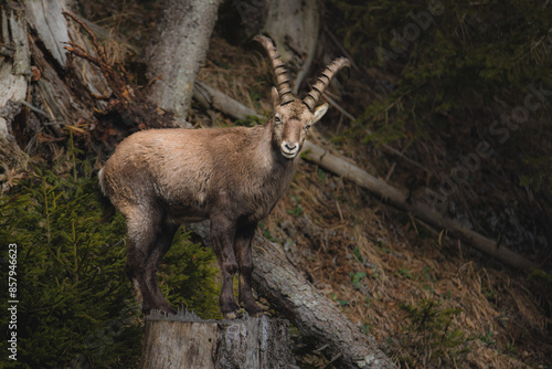 Alpine ibex in a dense forest