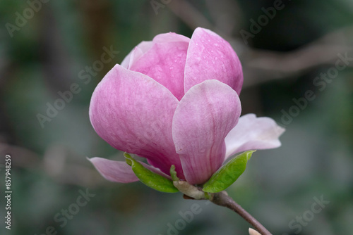 Magnolia pink flowers on flowering magnolia tree background.