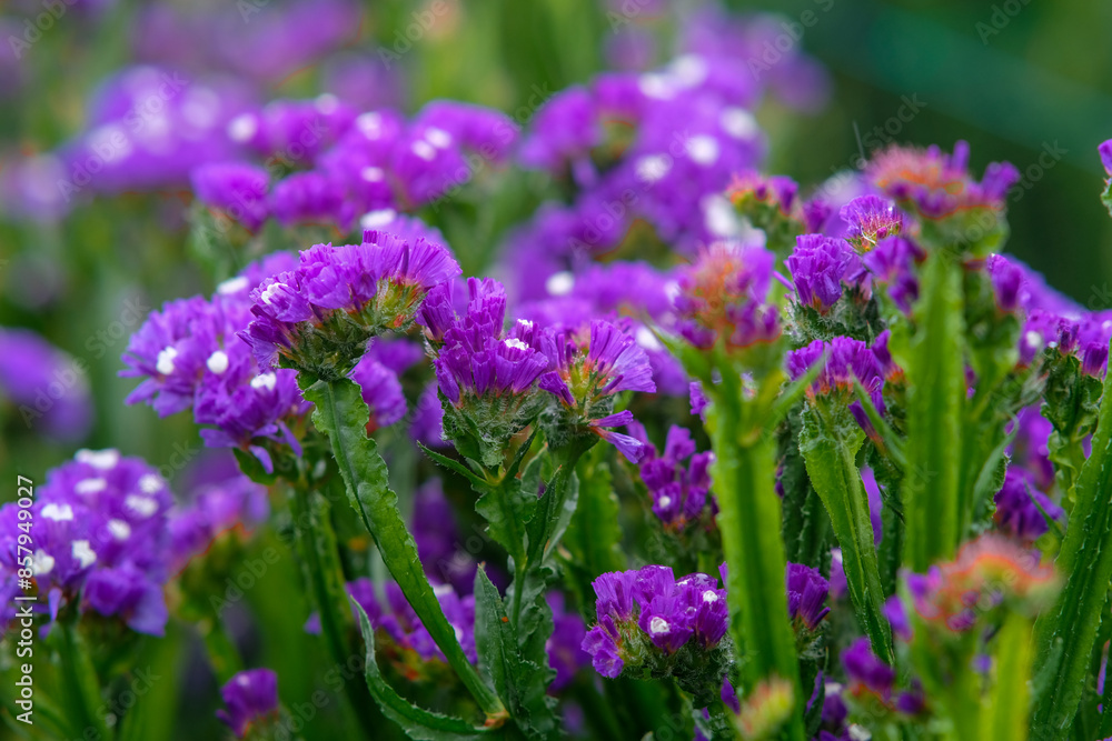 Obraz premium Sea lavender in Northern Blossoms garden in Atok Benguet Philippines.