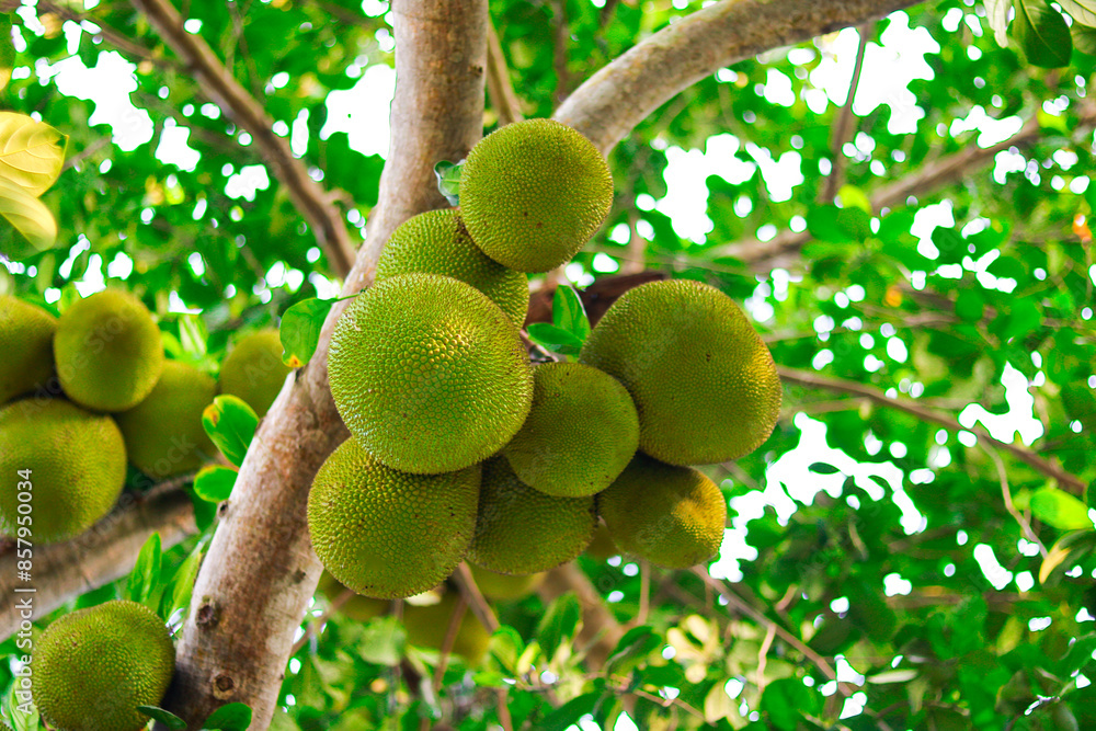 Jackfruit on a tree in the garden. (Scientific name: Artocarpus heterophyllus) Jackfruit on a tree in the garden. (Scientific name: Artocarpus heterophyllus)