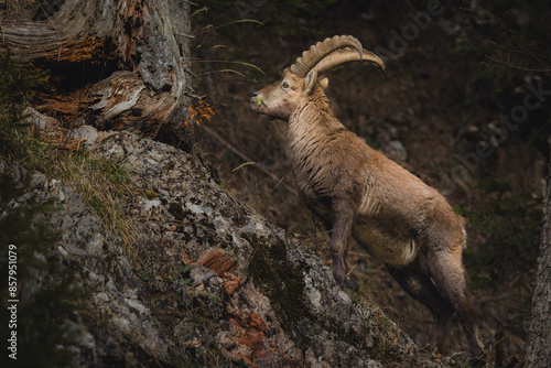 Alpine ibex in a dense forest