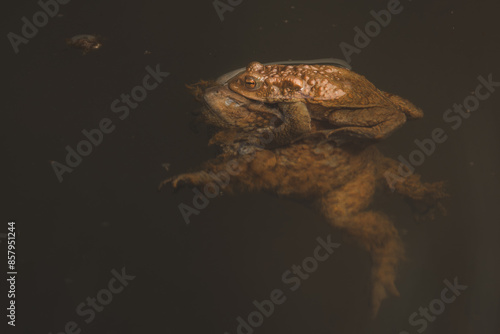 Common toad mating - amplexus