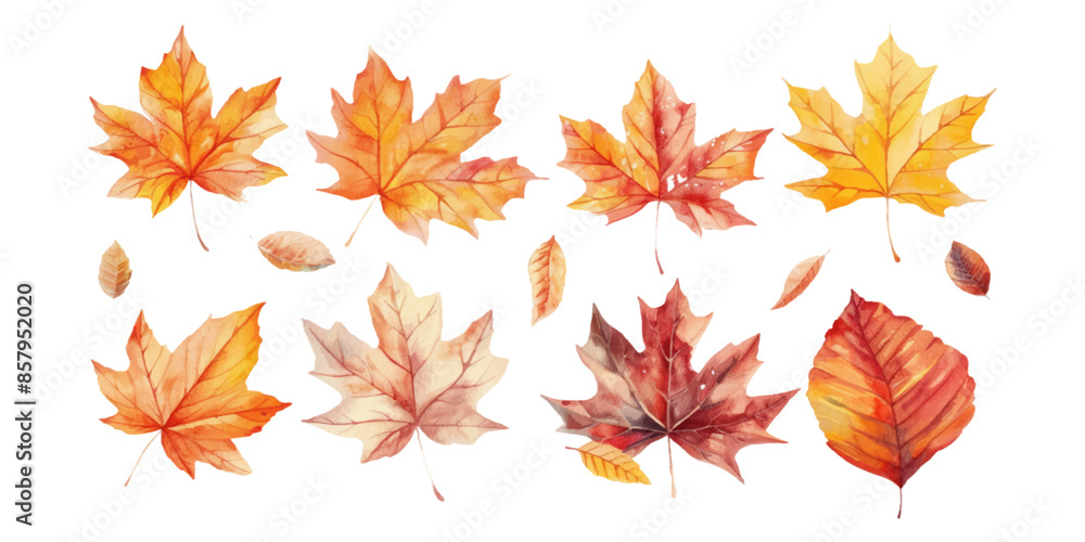 A set of watercolor autumn leaves isolated on a white background A set of watercolor autumn leaves isolated on a white background