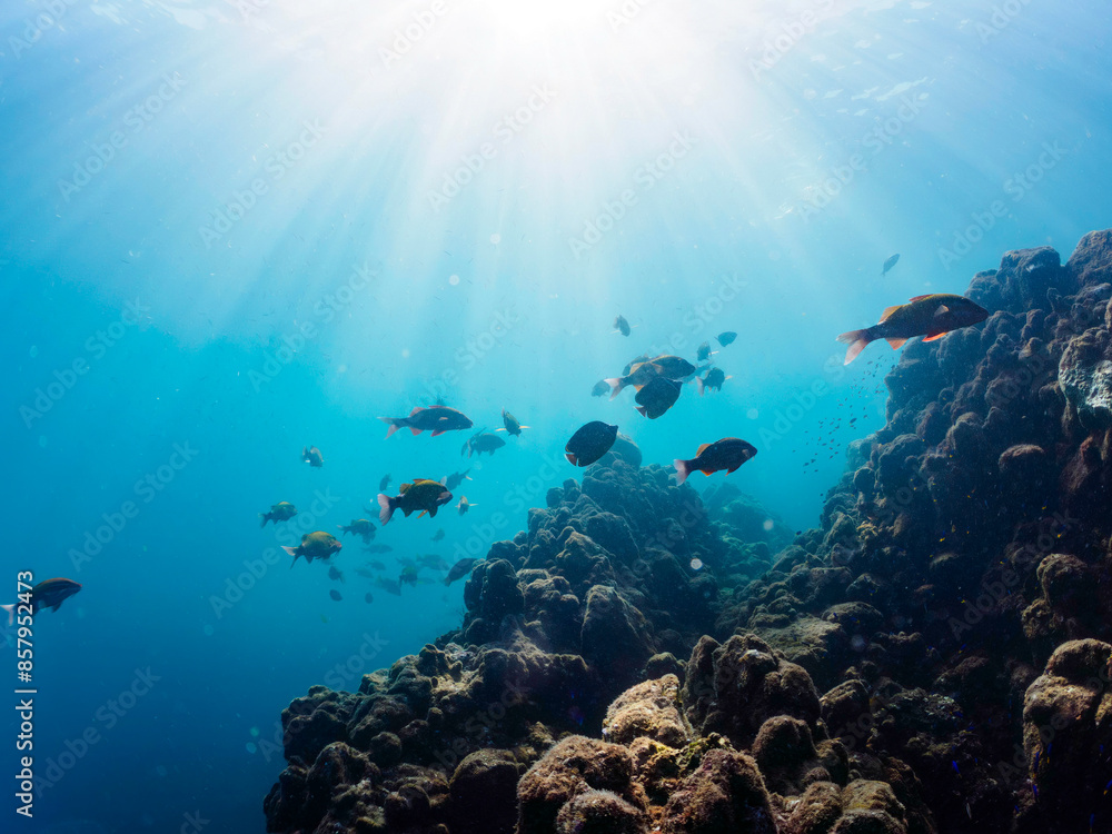 Fototapeta premium 逆光の美しいホウライヒメジ(ヒメジ科)、チョウチョウウオ(チョウチョウウオ科)他の群れ。日本国静岡県伊豆半島賀茂郡南伊豆町中木から渡し船で渡るヒリゾ浜にて。 2022年10月撮影。Whitesaddle goatfish (Parupeneus ciliatus) Oriental ButterflyFish (Chaetodon aurites) and others.