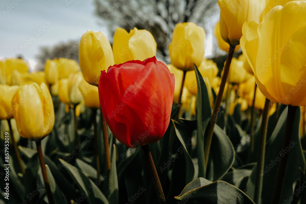 Obraz premium Red tulips among yellow tulips