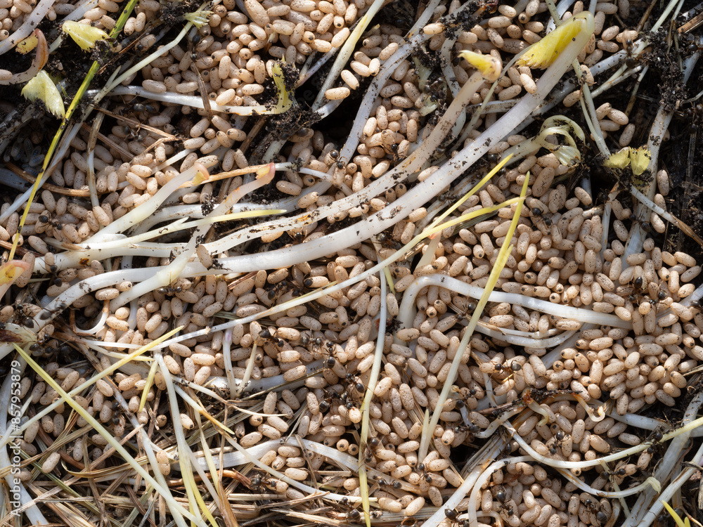 An exposed ant's nest with hundreds of ant eggs An exposed ant's nest with hundreds of ant eggs