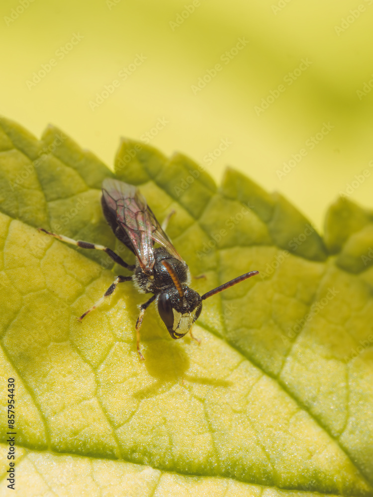 A lone Hylaeus hyalinatus bee 'hairy yellow-face' A lone Hylaeus hyalinatus bee 'hairy yellow-face'