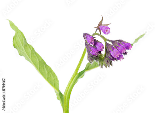 Comfrey flowers isolated on white background. Symphytum officinale plant. Comfrey bush with flowers. Herbal medicine. Clipping path. photo