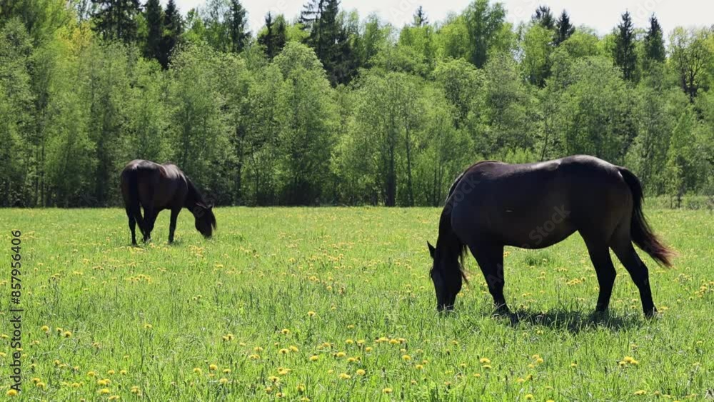 Black horses graze in a green field under a sunny sky, creating a harmonious rural scene Black horses graze in a green field under a sunny sky, creating a harmonious rural scene