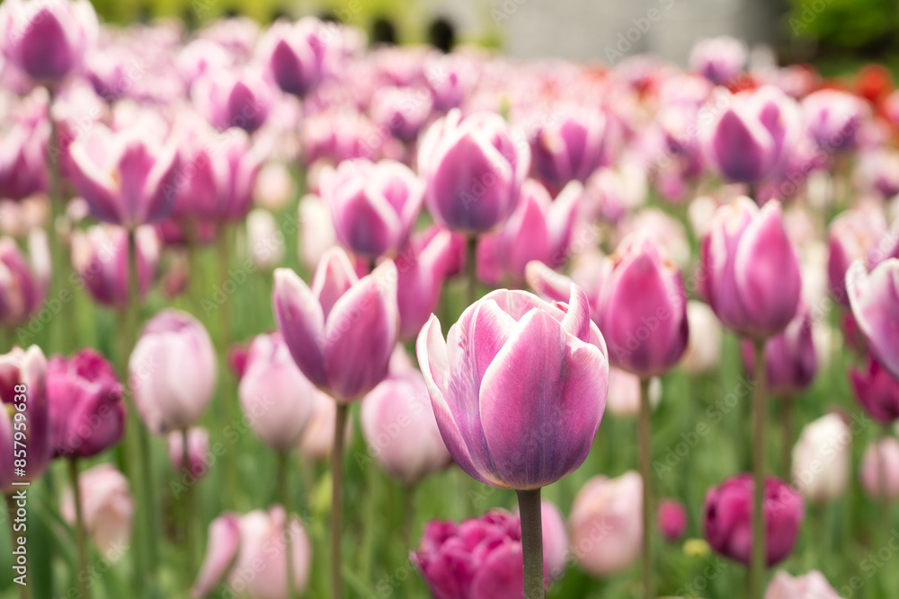 Beautiful colorful tulips in the garden. Beautiful colorful tulips in the garden.
