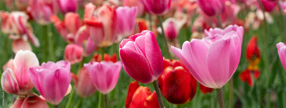 Beautiful colorful tulips in the garden. Beautiful colorful tulips in the garden.