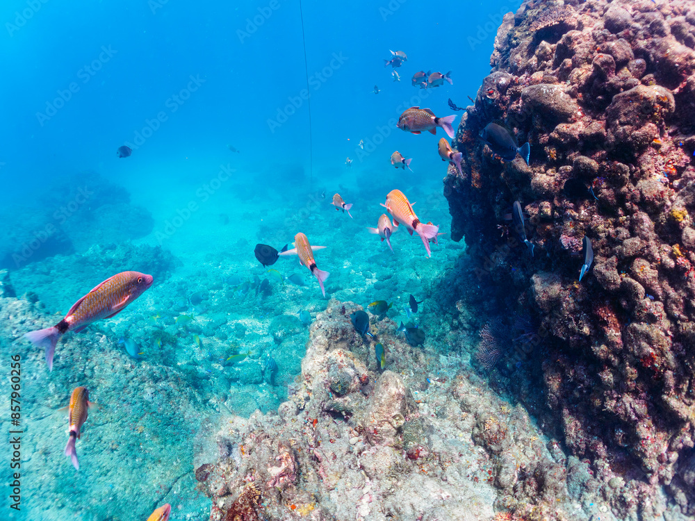 Fototapeta premium 美しいニセカンランハギ、ニザダイ（ニザダイ科）、ホウライヒメジ（ヒメジ科）他の群れ。日本国静岡県伊豆半島賀茂郡南伊豆町中木から渡し船で渡るヒリゾ浜にて。 2022年10月撮影。 Pencil surgeonfish (Acanthurus dussumieri), Sawtail (Prionurus scalprum), Whitesaddle goatfish (Parupeneus 
