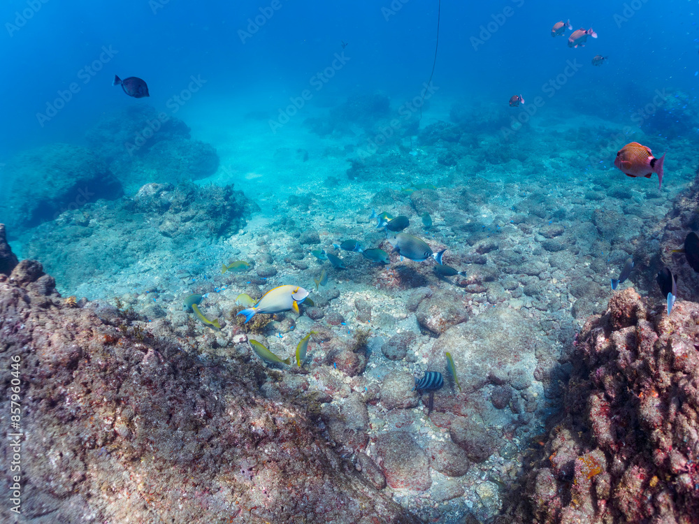 Fototapeta premium 美しいニセカンランハギ、ニザダイ（ニザダイ科）、ホウライヒメジ（ヒメジ科）他の群れ。日本国静岡県伊豆半島賀茂郡南伊豆町中木から渡し船で渡るヒリゾ浜にて。 2022年10月撮影。 Pencil surgeonfish (Acanthurus dussumieri), Sawtail (Prionurus scalprum), Whitesaddle goatfish (Parupeneus 