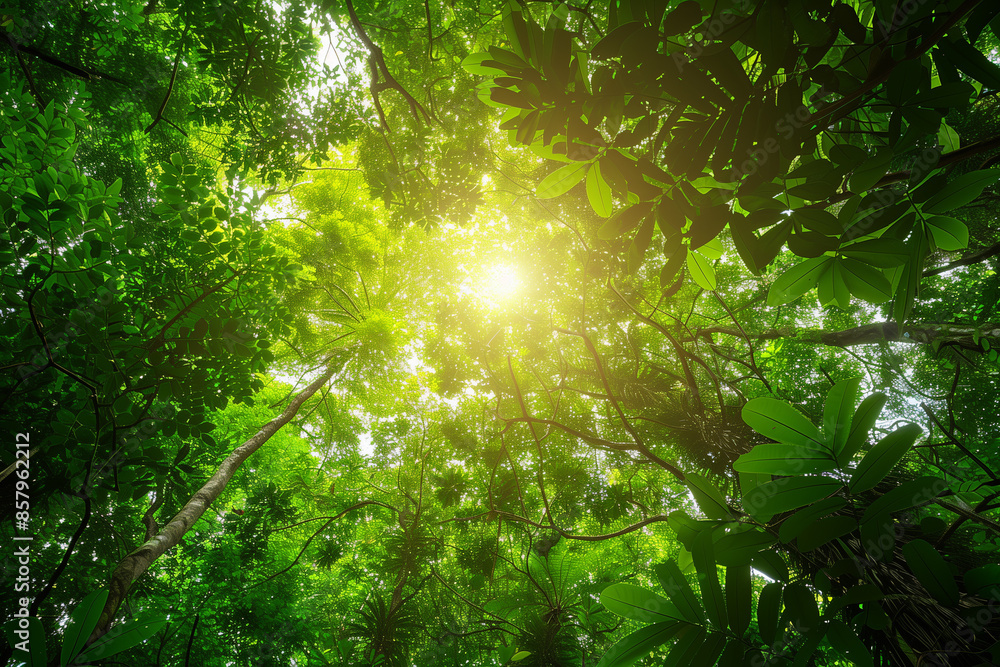 Sunlit Forest Canopy Sunlit Forest Canopy