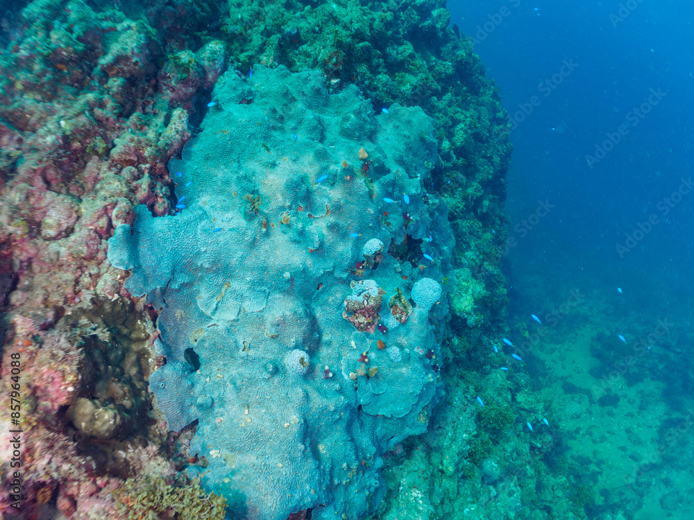 Fototapeta premium 巨大なルリサンゴ（キクメイシ科）の群生とサンゴに寄生する、花のように美しいイバラカンザシ（カンザシゴカイ科）。 こう見えてゴカイの仲間の虫のエラである。日本国静岡県伊豆半島賀茂郡南伊豆町中木から渡し船で渡るヒリゾ浜にて。 2022年10月撮影。 Leptastrea purpurea, Christmas Tree Worm (Spirobranchus giganteus) 