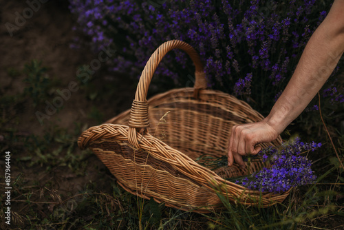 Fotografie Female hands picking lavender