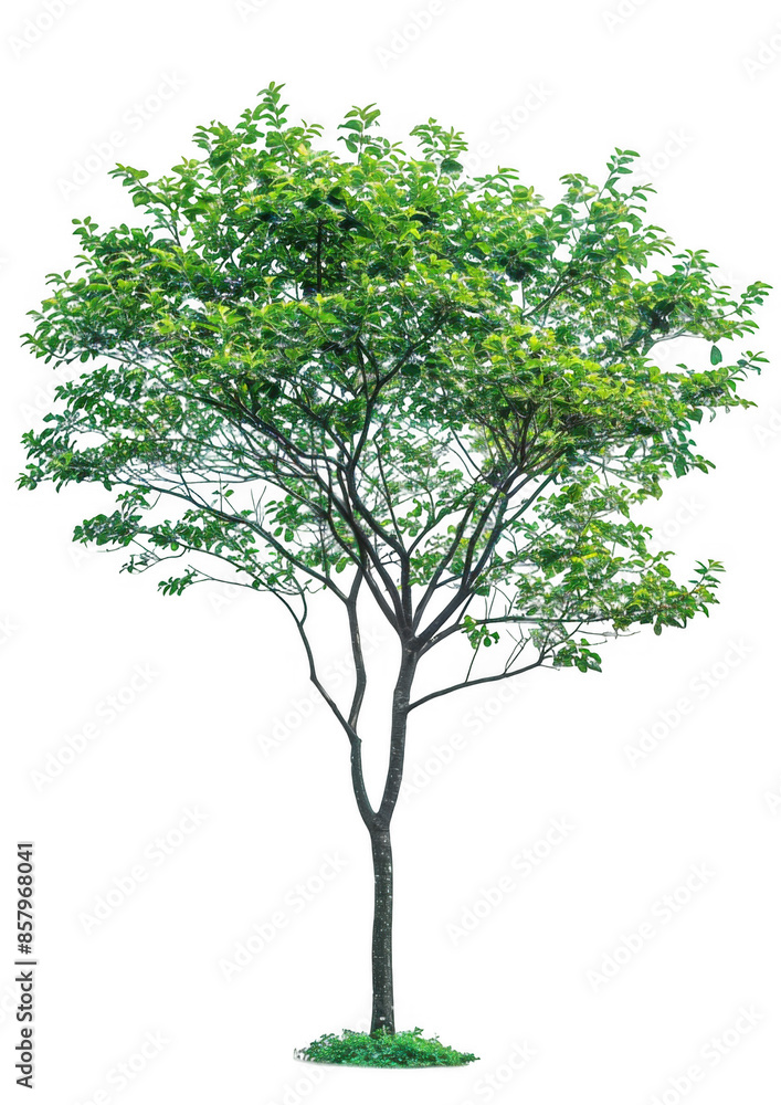 Small Tree with Dense Green Leaves Small Tree with Dense Green Leaves