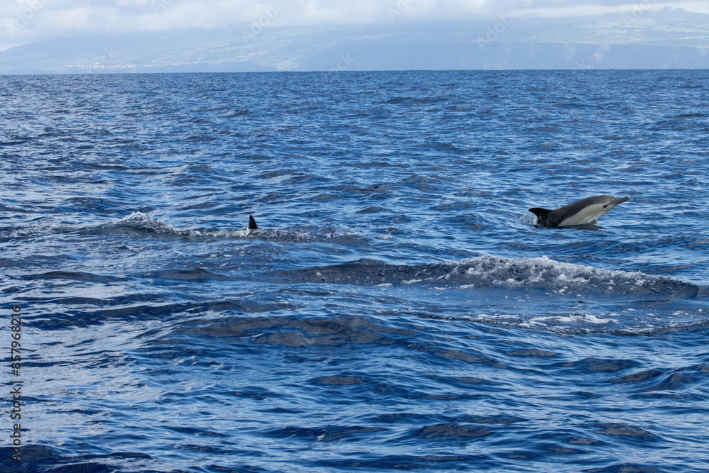 Fototapeta premium Whale Watching in Azores, dolphins follows the zodiac rig boat. A dolphin partially submerged in the ocean, showing its dorsal fin and back, with splashing water around.