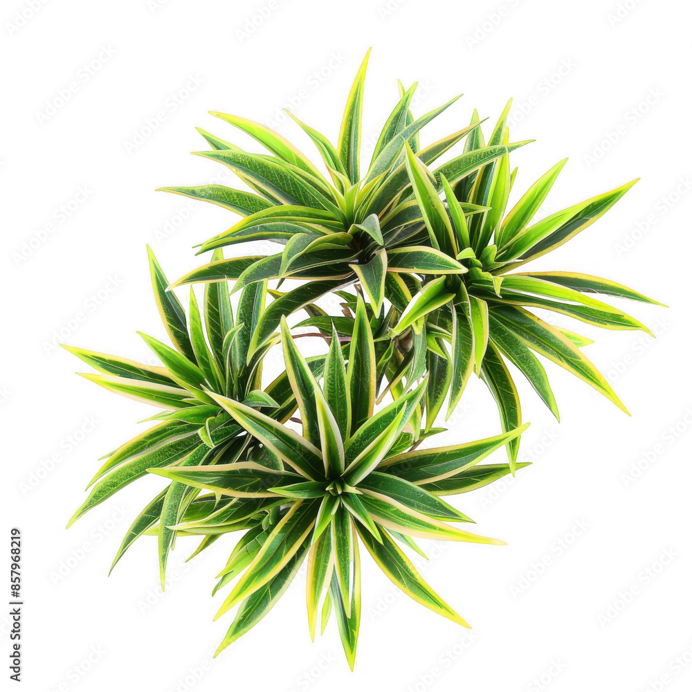 Green Spiky Plant with Variegated Leaves Green Spiky Plant with Variegated Leaves