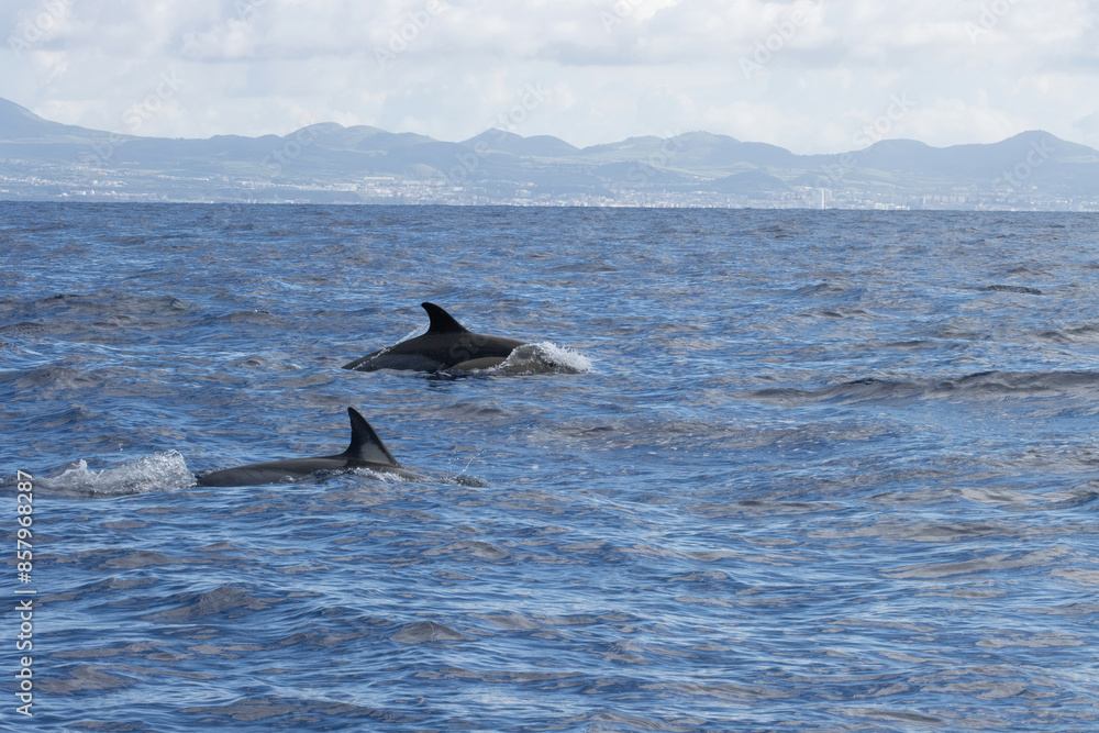 Fototapeta premium Whale Watching in Azores, dolphins follows the zodiac rig boat. A dolphin partially submerged in the ocean, showing its dorsal fin and back, with splashing water around.