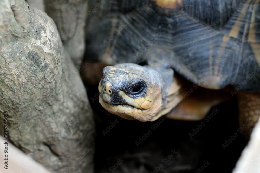 Portrait of radiated tortoise,The radiated tortoise eating flower ,Tortoise sunbathe on ground with his protective shell ,cute animal ,Astrochelys radiata ,The radiatedtortoise from Madagascar Portrait of radiated tortoise,The radiated tortoise eating flower ,Tortoise sunbathe on ground with his protective shell ,cute animal ,Astrochelys radiata ,The radiatedtortoise from Madagascar