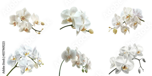 White orchid flower isolated on white background vector illustration with clipping path, PNG file in high resolution, white color, white background, highly detailed, high definition, highly clear deta