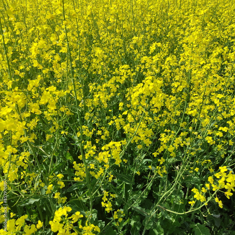 Rapeseed green field with yellow flowers. Canola growth