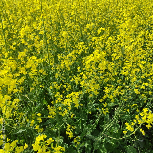 Obraz na płótnie Rapeseed green field with yellow flowers. Canola growth w salonie