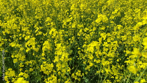 Obraz na płótnie Rapeseed yellow flowers on the field. Canola growth at Summer day in East Europe w salonie