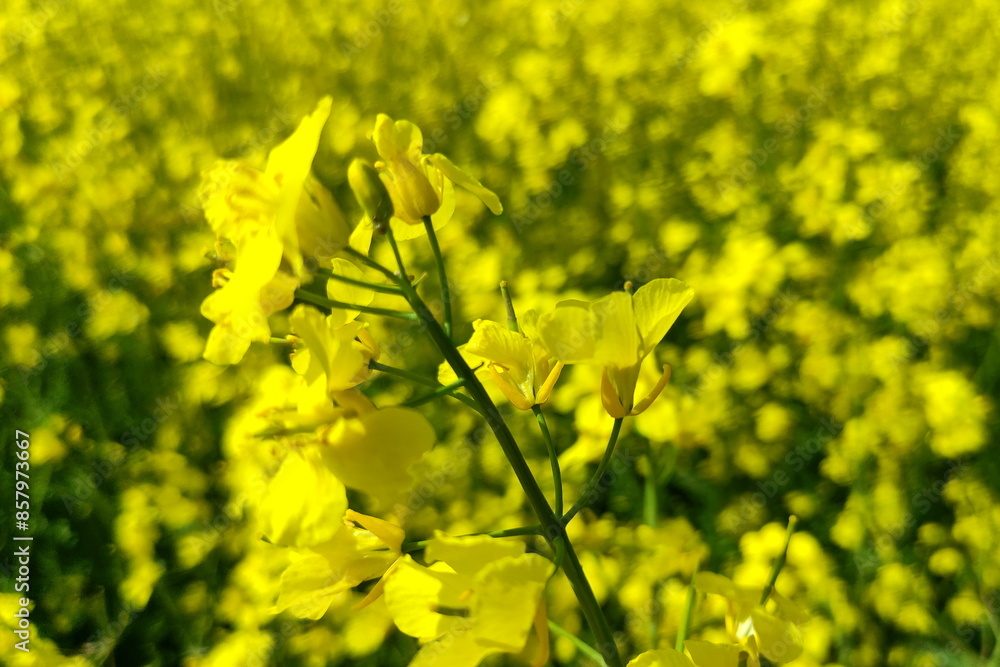 Rapeseed yellow flowers closeup on the field. Canola growth
