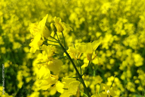 Rapeseed yellow flowers closeup on the field. Canola growth