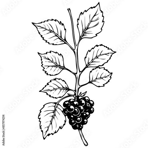 Bramble drawing, outline cartoon fruit, vector engraving with transparent background