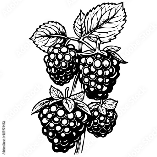 Drawing Fruit Tayberry drawing, fruit head, line art black realistic sketches painting photo