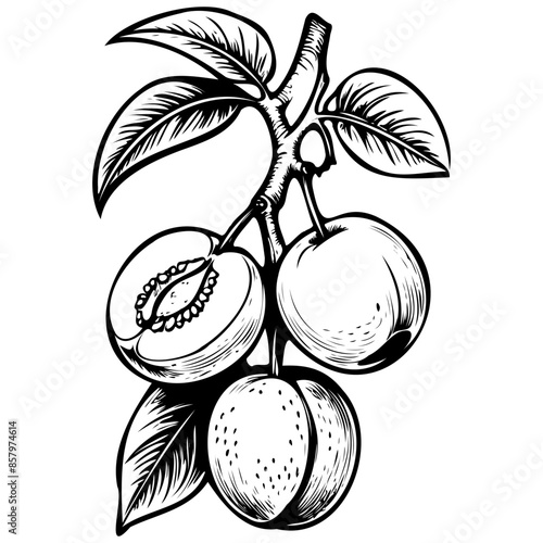 Engrave Tropical Apricot black hand drawn fruit illustration, transparent background