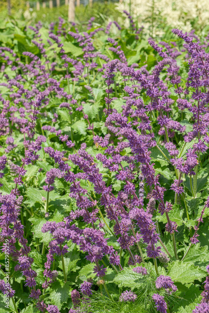 Salvia verticillata Purple Rain Quirlblütiger Salbei Salvia verticillata Purple Rain Quirlblütiger Salbei