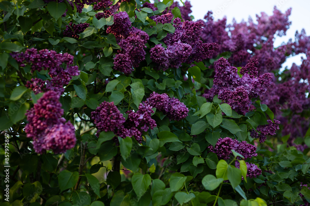 green natural summer background with lilac flowers bushes garden green natural summer background with lilac flowers bushes garden