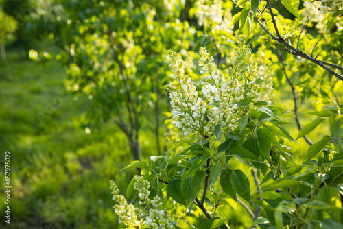 green natural background with lilac flowers sunny garden