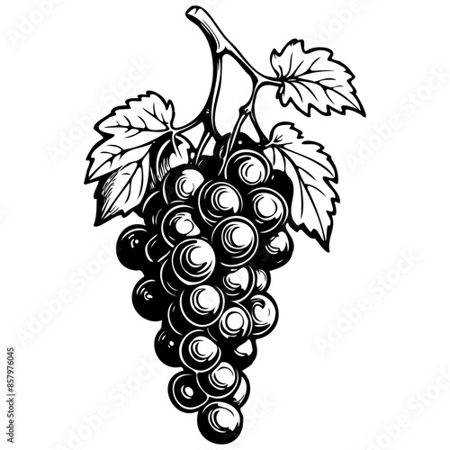 Red Grape of hand drawn fruit illustration, transparent background