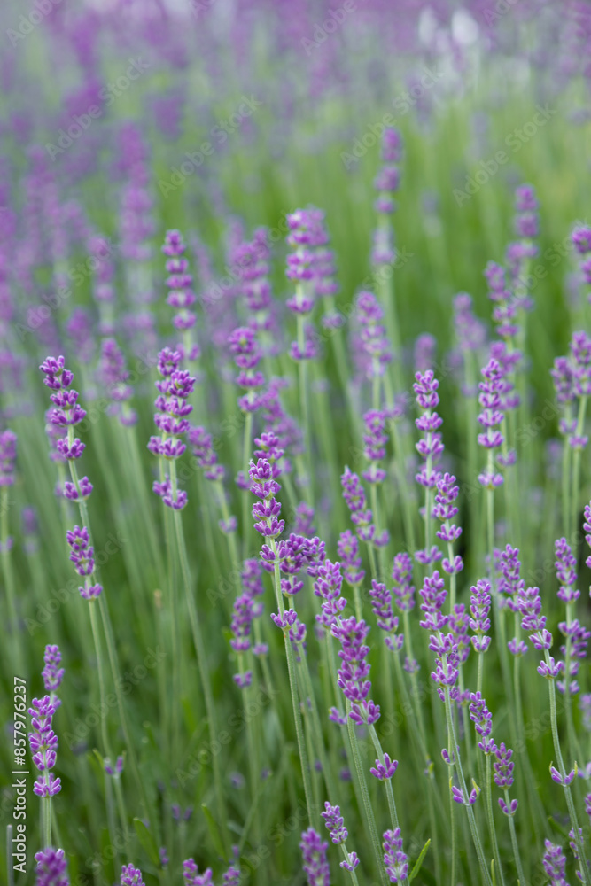 Obraz premium summer background with fragrant lavender flowers outdoors