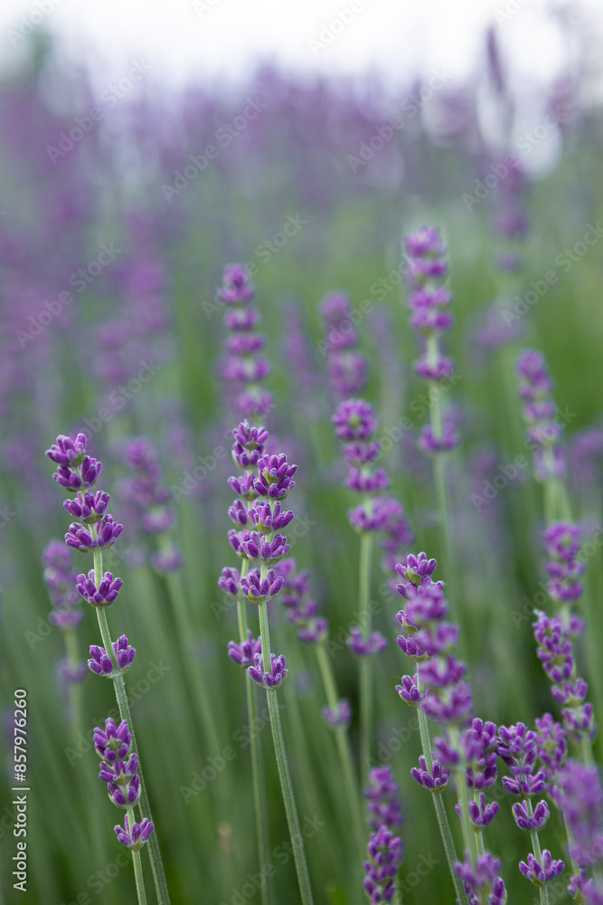 Obraz premium summer background with fragrant lavender flowers