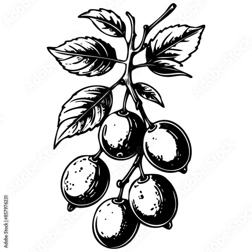 Sloe drawing, outline cartoon fruit, vector engraving with transparent background