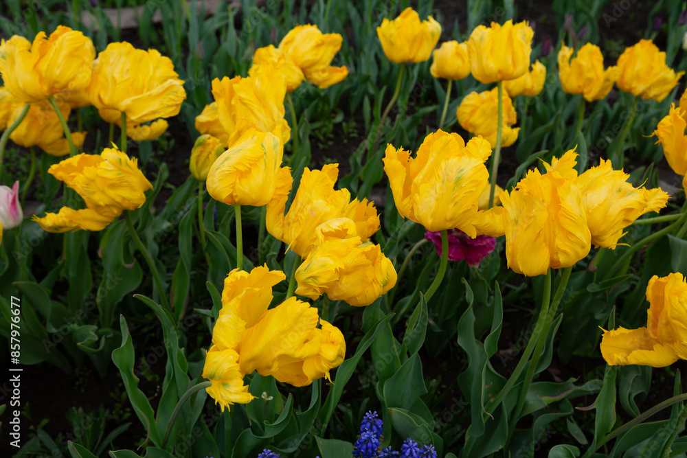 natural background with flowers yellow tulips natural background with flowers yellow tulips