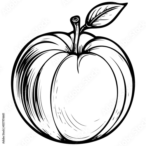 Vintage Nectarine monochrome hand drawn fruit illustration, transparent background