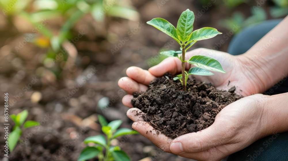 A close-up of hands holding soil with a small plant, symbolizing CO2 absorption A close-up of hands holding soil with a small plant, symbolizing CO2 absorption