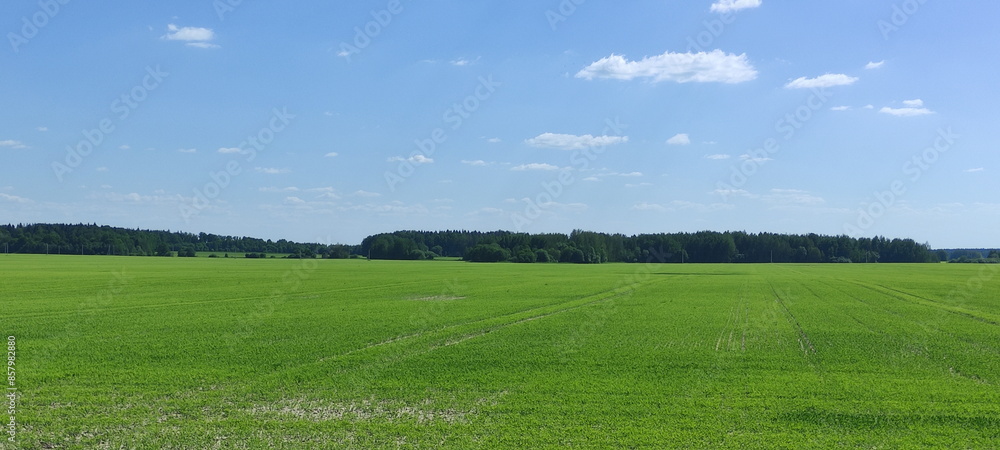 Belarusian green field of grass and blue sky with forest stripe on horizon