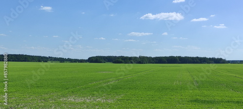 Obraz na płótnie Belarusian green field of grass and blue sky with forest stripe on horizon w salonie