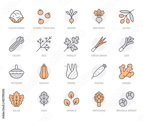 Vegetables line icon set. Kale, spinach, pumpkin, cherry tomato, cauliflower, beetroot, daikon minimal vector illustration. Simple outline sign for veggies. Orange color, Editable Stroke