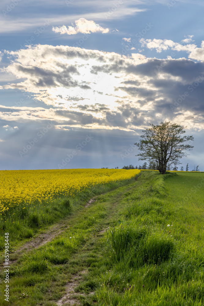 Obraz premium Broumov basin, Eastern Bohemia, Czech Republic