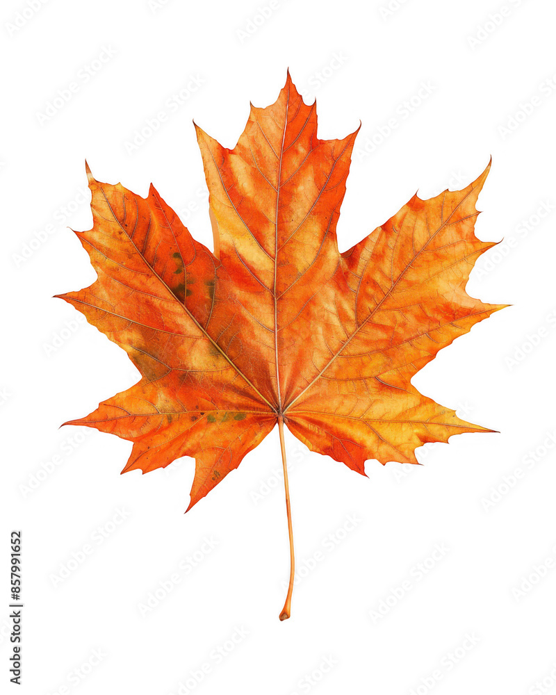 Fototapeta premium Orange Maple Leaf