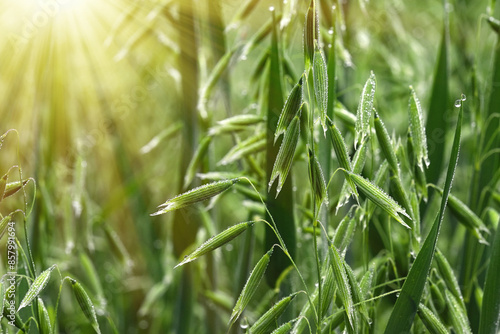 Slika na platnu Young green oats on the field in rainy weather